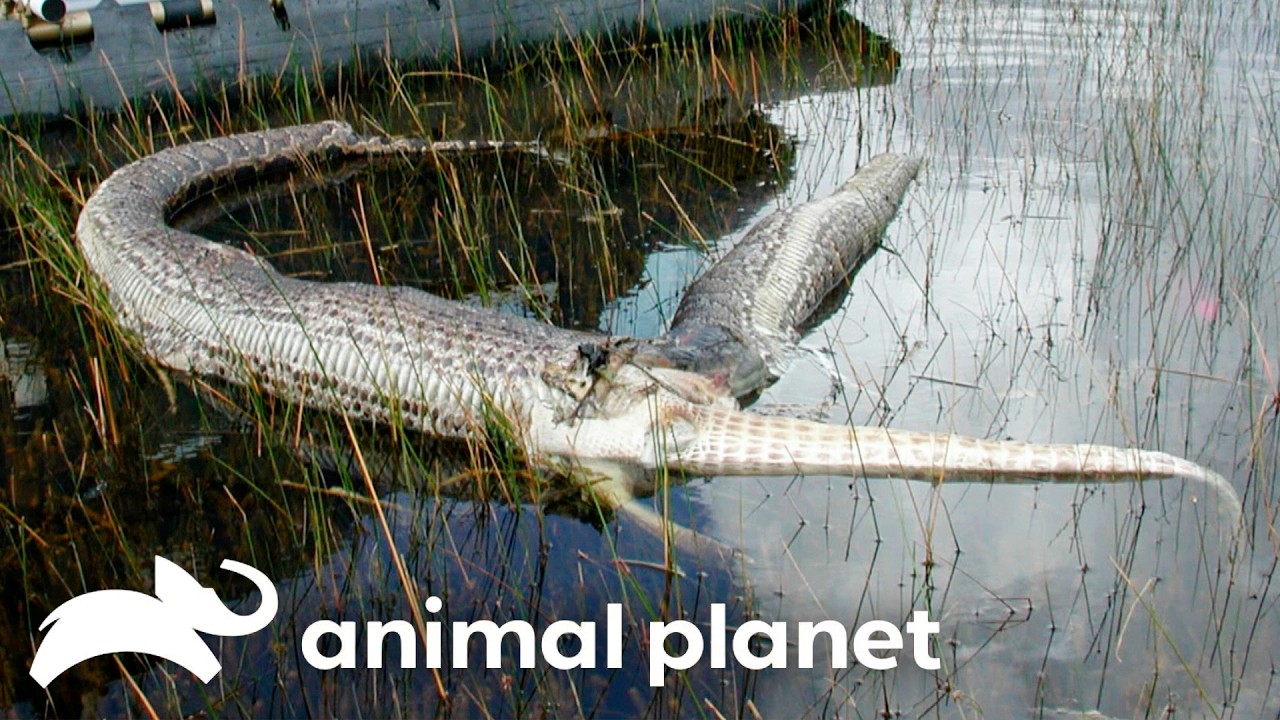 Snake Eats Alligator WHOLE! | Weird, True & Freaky | Animal Planet
