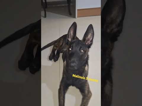 M.R marshal 🇮🇷 #dog  #k9adventurizing #malinoispower #k9trainer #iran #dogtraining #belgianmalinois