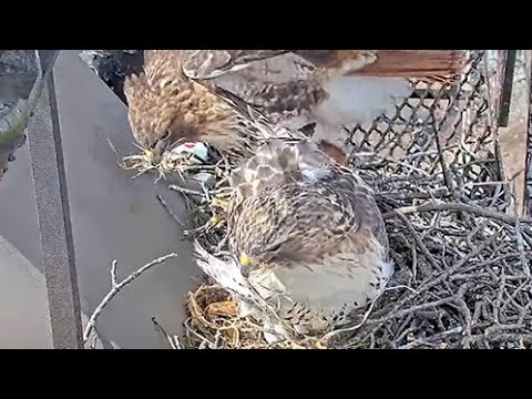 Big Red And Arthur Build Up The Red-tailed Hawk Nest Bowl After Bark Delivery – March 19, 2024