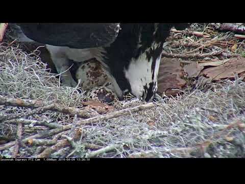 Close Up On Savannah Osprey Nest As Female Rolls Eggs – Apr. 9, 2019