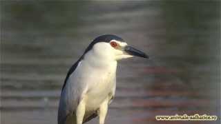 preview picture of video 'Night heron by Samyang 800mm F/8.0 mirror lens'