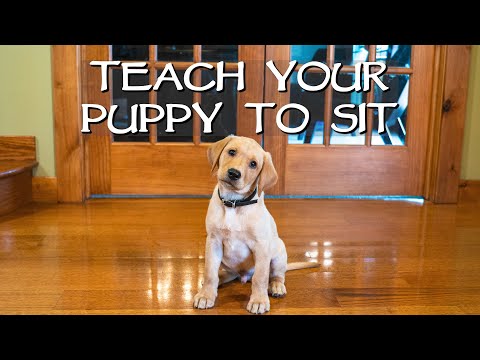 Labrador Retriever Clicker Train Your Puppy To Sit - Gun Dog Training