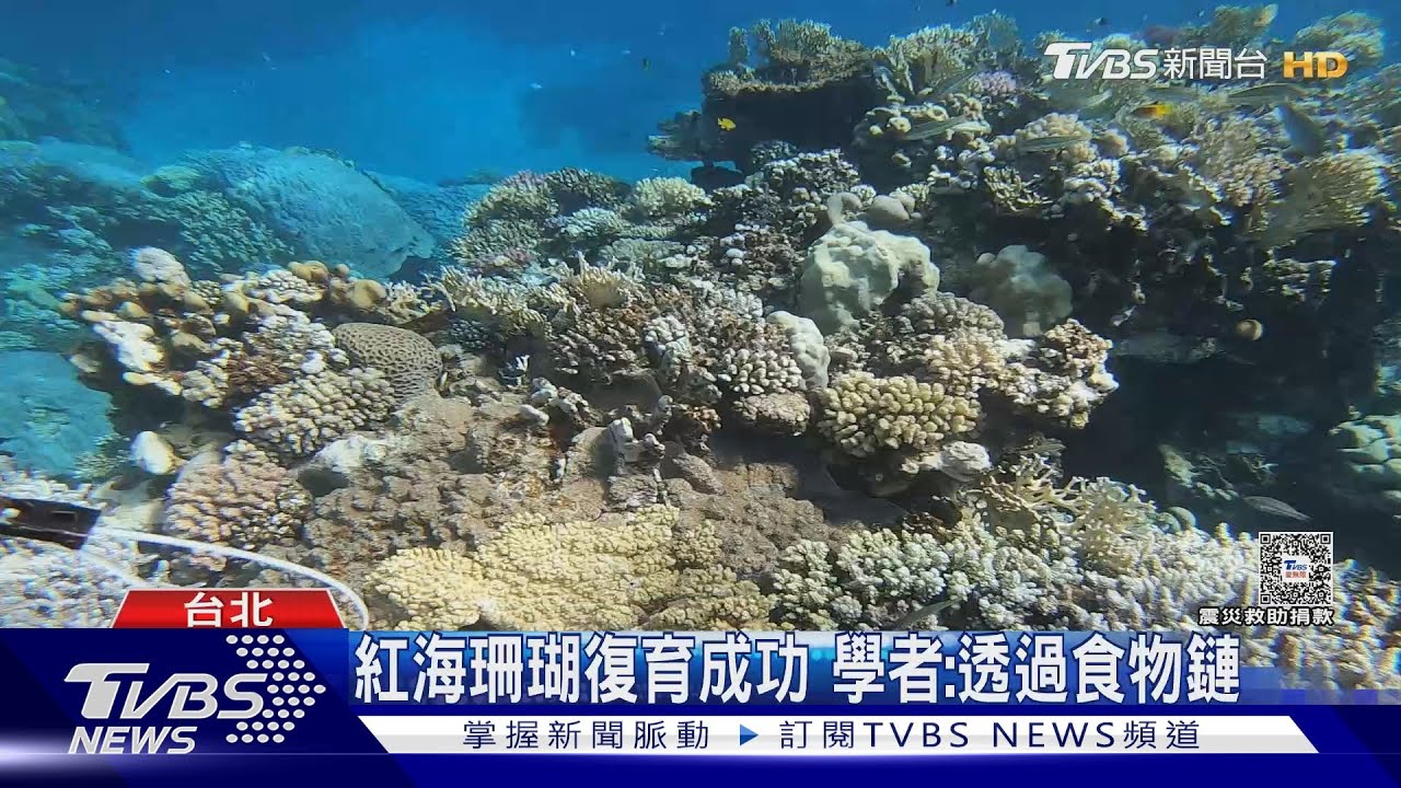 阿拉伯紅海珊瑚不減反增 專家:食物鏈助攻台灣也可借鏡