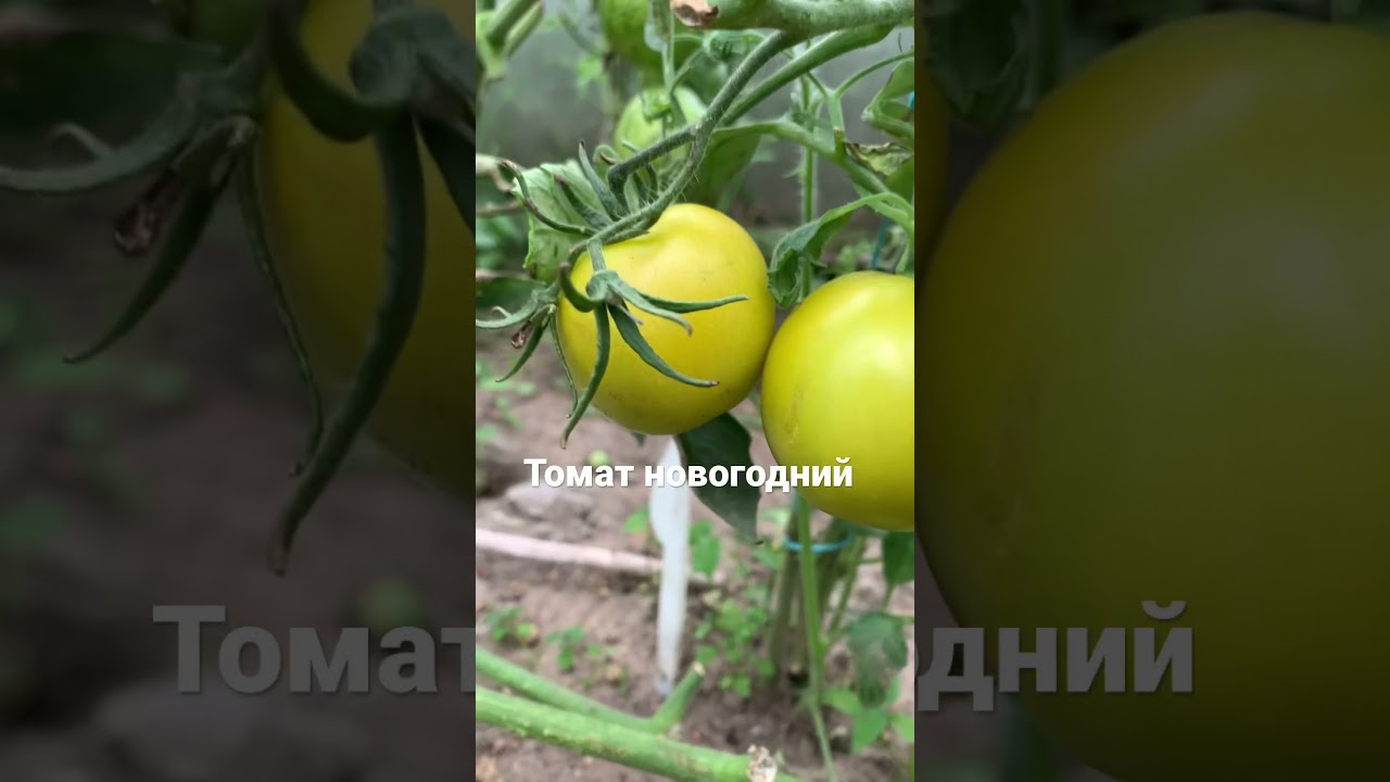 Томат Новогодний - хранится до Нового года !!!!
