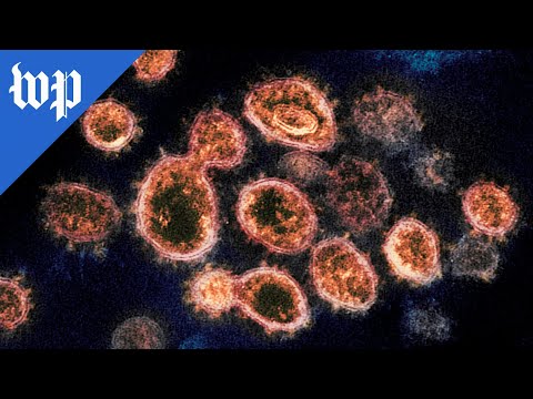 How coronavirus variants like omicron, delta form and spread