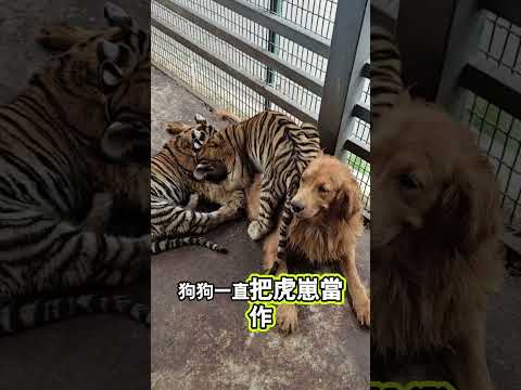 老虎們為什麼害怕這隻狗狗？