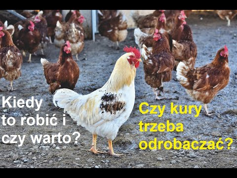 , title : 'Odcinek 125 Jak odrobaczać kury? Czym jest i co stosować przy odrobaczaniu w hodowli kur niosek'