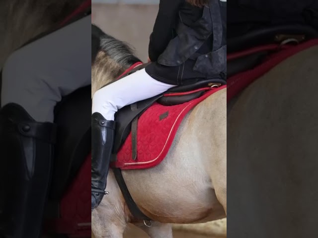 A vendre Poney B - PFS - CSO
