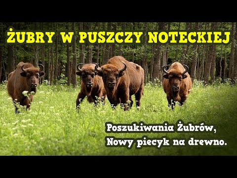 Żubry w Puszczy Noteckiej