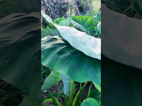 Japanese Taro: Endless Yield from This Near-Perennial Root Crop