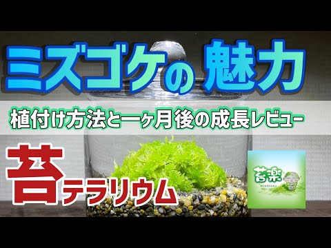 ミズゴケの育て方と目的は？なぜ持続可能な代替品を選ぶのでしょうか?  庭園