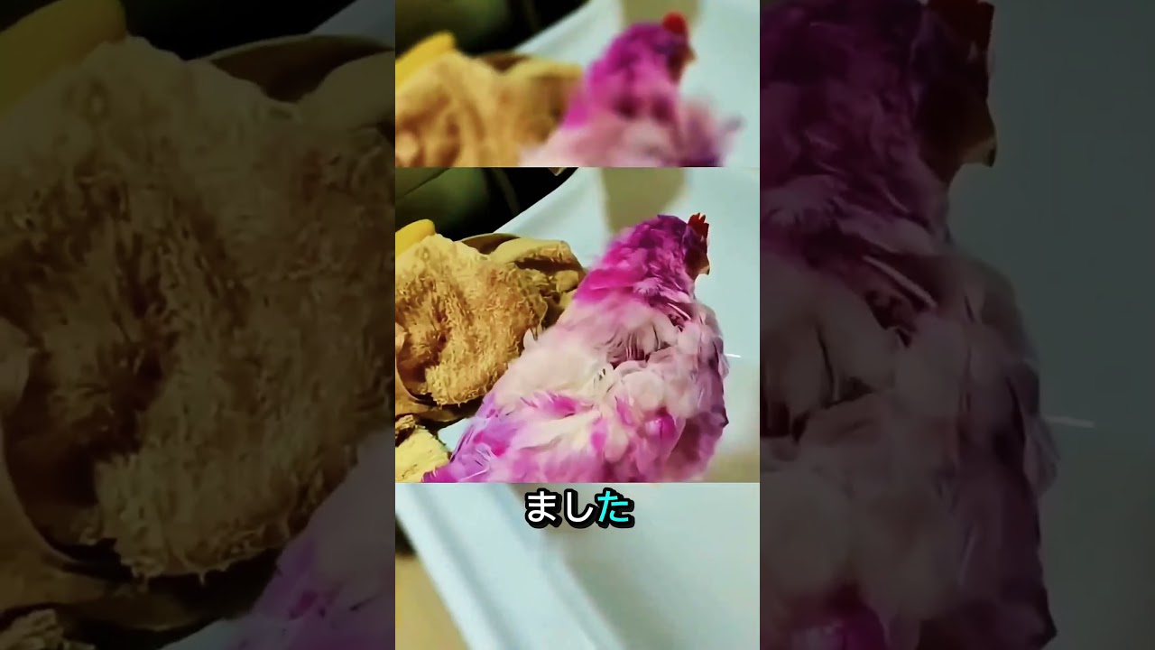 小さな命が生んだ奇跡の絆