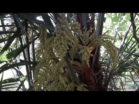 Chusan windmill palm flowers / Cvetovi visoke žumare