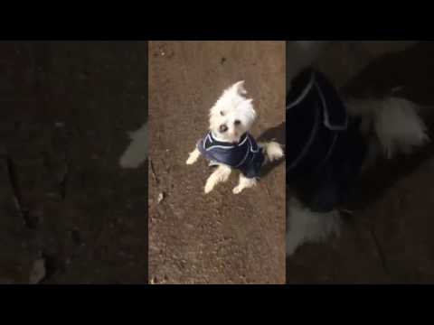 Yellington Boots Dog Services video.