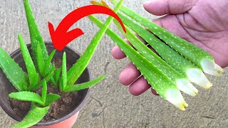How To Propagate Small Aloe vera Leaves