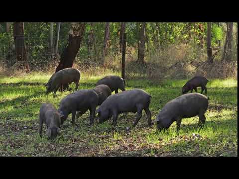 Les très prisés porcs noirs de l'Alentejo / Portugal.