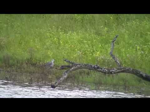 Djuma: Grey Heron - 05:52 - 02/25/2023