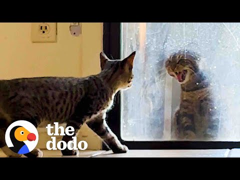 Her Cat Hates The New Kitten | The Dodo