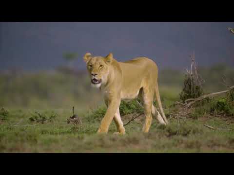 Lions Roaring Compilation | animals | sinhayo | videos