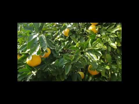 Grapefruits are ripening! | Go Watch 'My Video How to fertilize grapefruit trees' For Tips & Tricks
