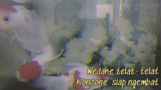 Download lagu Story wa,, [sesok dino jumat] mp3