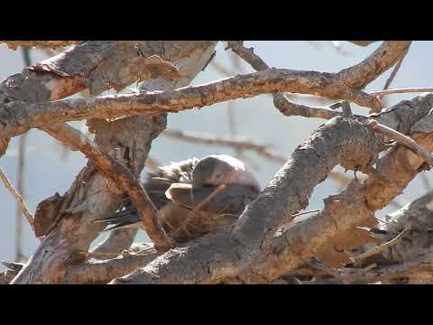 Tortolita cuyana (Columbina picui) 6-11-21