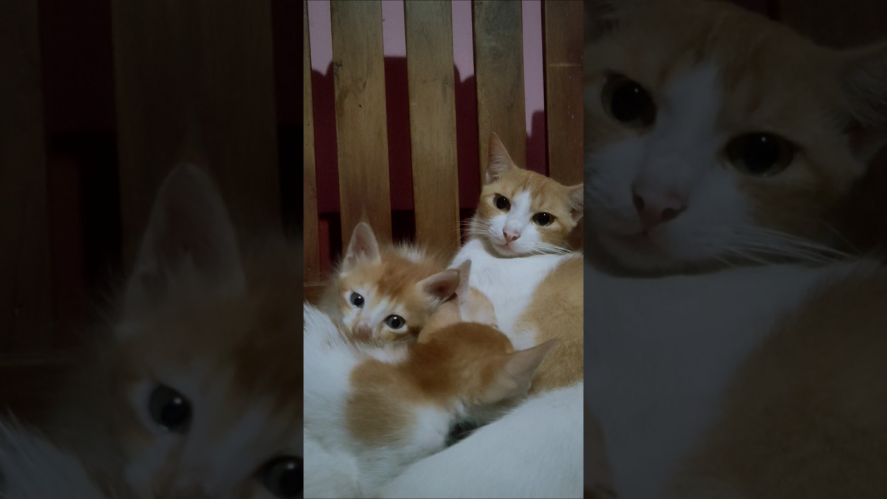 #cat #shorts #kitten #adoreble #cuteanimals #cutecats My cute little kitty 🥰😍💖🤩