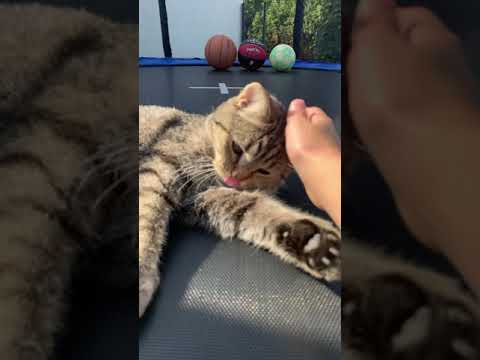 Katze im Trampolin 😉