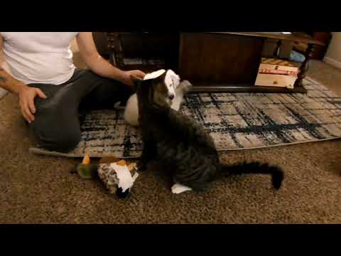 Lucky and spark play