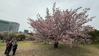 【春の東京】浜離宮恩賜庭園で満開の桜を静かに楽しむ｜曇りの日の癒し散歩🌸 Spring in Tokyo: Peaceful Cherry Blossoms at Hamarikyu Gardens