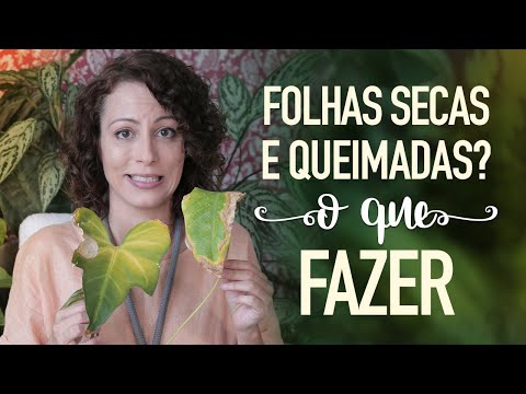 FOLHAS secas e QUEIMADAS? Saiba COMO RESOLVER