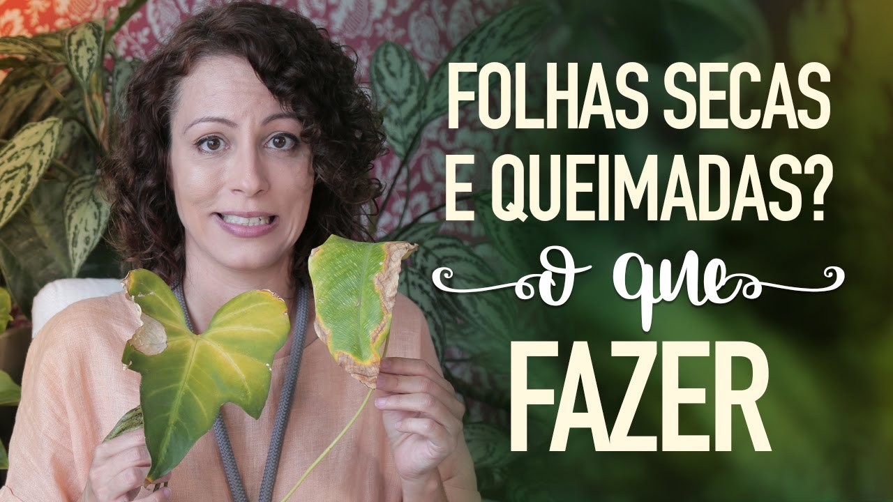 FOLHAS secas e QUEIMADAS? Saiba COMO RESOLVER