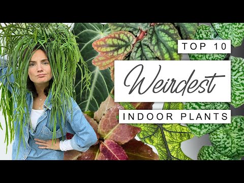 Amazingly WEIRD Houseplants YOU NEED! 🌱 Top 10 Wacky and Weird House Plants