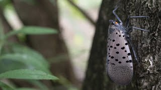 Video: The Invasive Spotted Lanternfly