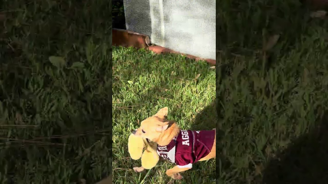 Enlarge Penny, a ADOPTABLE mixed breed in Boulder, CO video 2/6