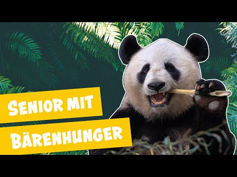 This is what Panda Bao Bao likes to eat best | Panda, Gorilla & Co.