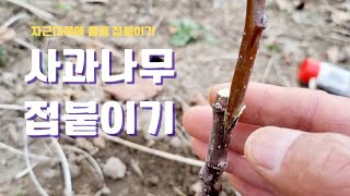 사과나무 접붙이기/자근묘목 만들기
