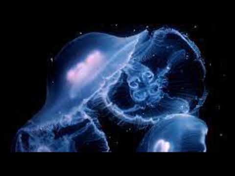 Poylow, Harry Taylor, MAD SNAX- drop in the ocean