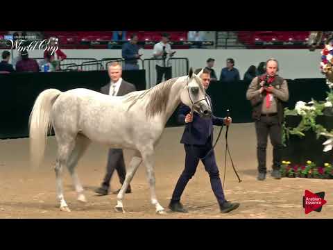 N.224 HA LADY SHENGAIA - LAS VEGAS 2019 - Arabian World Cup Senior Breeding Mares (Class 114).mp4