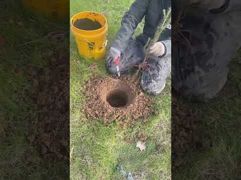 How We Planted 400 Norway Spruce Trees