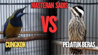 Download lagu LIVE!! KOMBINASI MASTERAN CUCAK CUNGKOK VS PELATUK BERAS – FAVORIT JURI NASIONAL mp3