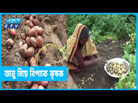 আলুর ন্যায্য মূল্য পাচ্ছে না কৃষক