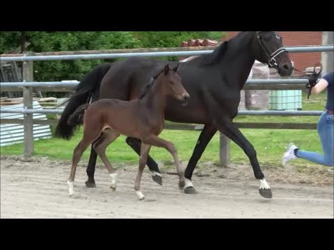 *2023 Hengst von Feliciano - Roadster