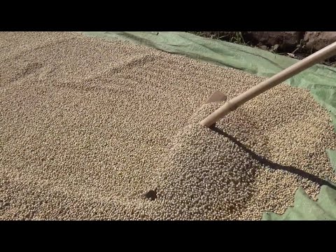 Watch Soybean Farmer Field Day in Burma on YouTube