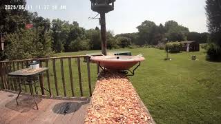 Archive Files of Birdbath Cam Compilation 20250612 B