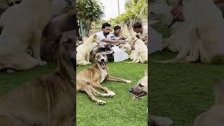 VOICE OF STRAY ANIMALS VOSAH