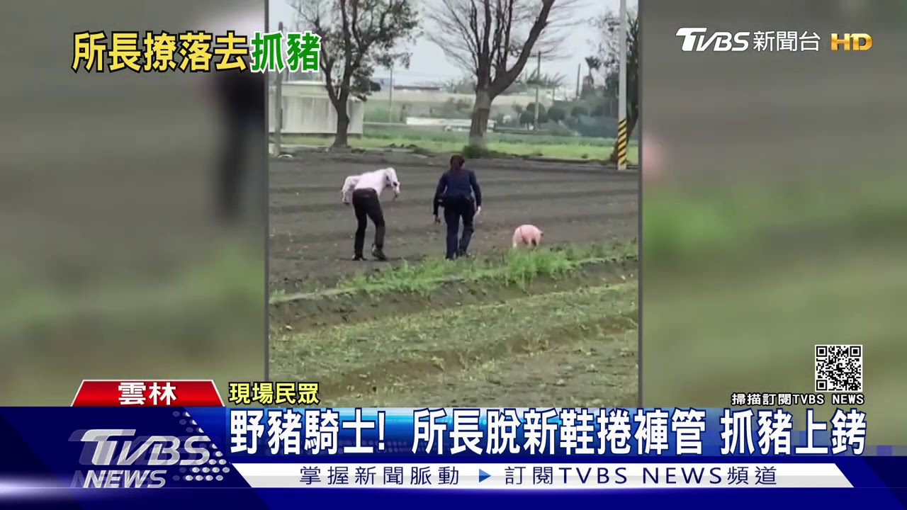 野豬騎士！所長脫新鞋捲褲管　抓豬上銬
