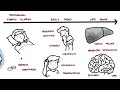 Reye's Syndrome