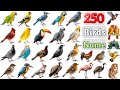 Birds Vocabulary Ll 250 Birds Name In English With Pictures Ll All Birds Name In English