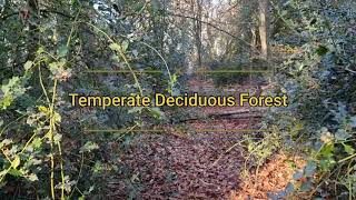Temperate Deciduous Forest- a quick run-through!